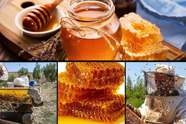 فراوری بیش از 21 تن انواع فرآورده های زنبور عسل در استان زنجان