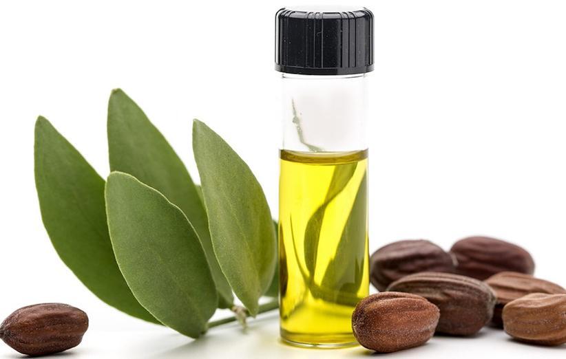 روغن جوجوبا؛ با ویژگی های این روغن معروف آشنا شوید