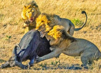 اتفاقی کم سابقه در حیات وحش؛ چهار شیر نر یک بوفالو را کشتند