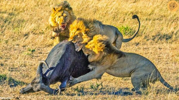 اتفاقی کم سابقه در حیات وحش؛ چهار شیر نر یک بوفالو را کشتند